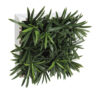 Concobox Podocarpus base blanca - 20x20x15cm