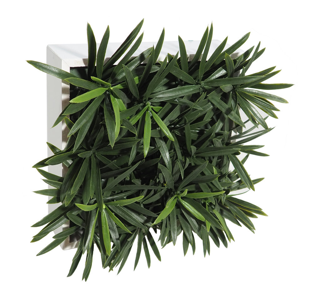 4709712.jpg Concobox Podocarpus base blanca - 20x20x15cm - Imagen 1
