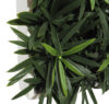 Concobox Podocarpus base blanca - 20x20x15cm - Imagen 2