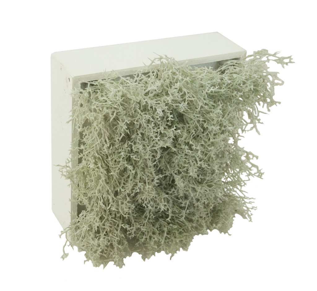 4709722.jpg Concobox Alga Crema base blanca - 20x20x12cm - Imagen 1