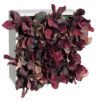 Concobox lechuga roja base blanca - 20x20x12cm