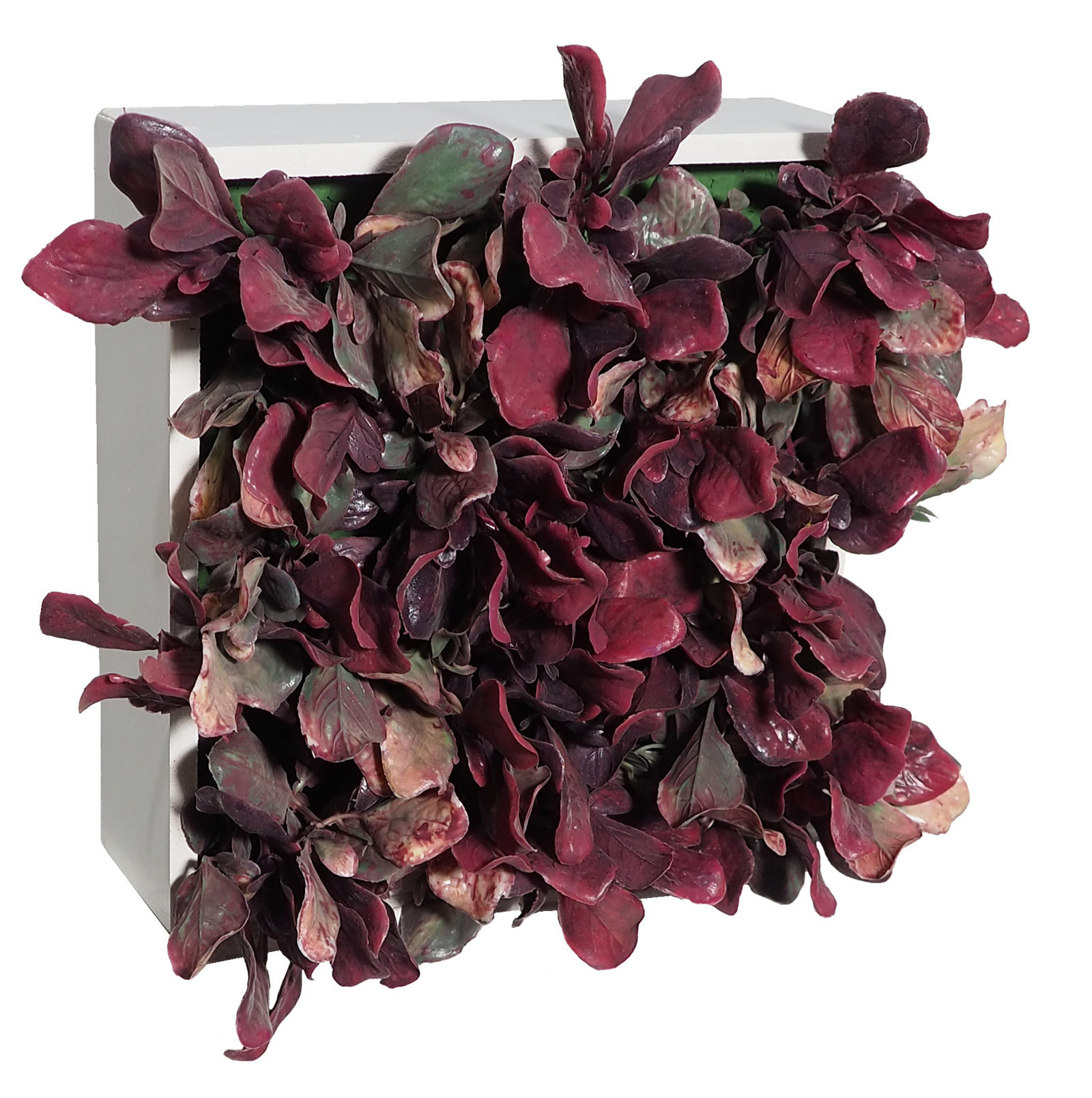 4709902.jpg Concobox lechuga roja base blanca - 20x20x12cm - Imagen 1