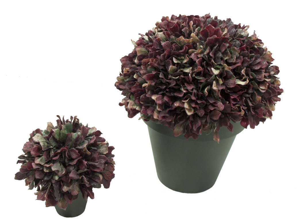 4711801.jpg 1/2 Bola Lechuga Roja Con Maceta Plástico - Imagen 1