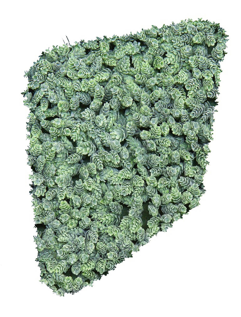 4711980.jpg Seto de Cactus Piña/Lupulo horizontal - 115cm - Imagen 1