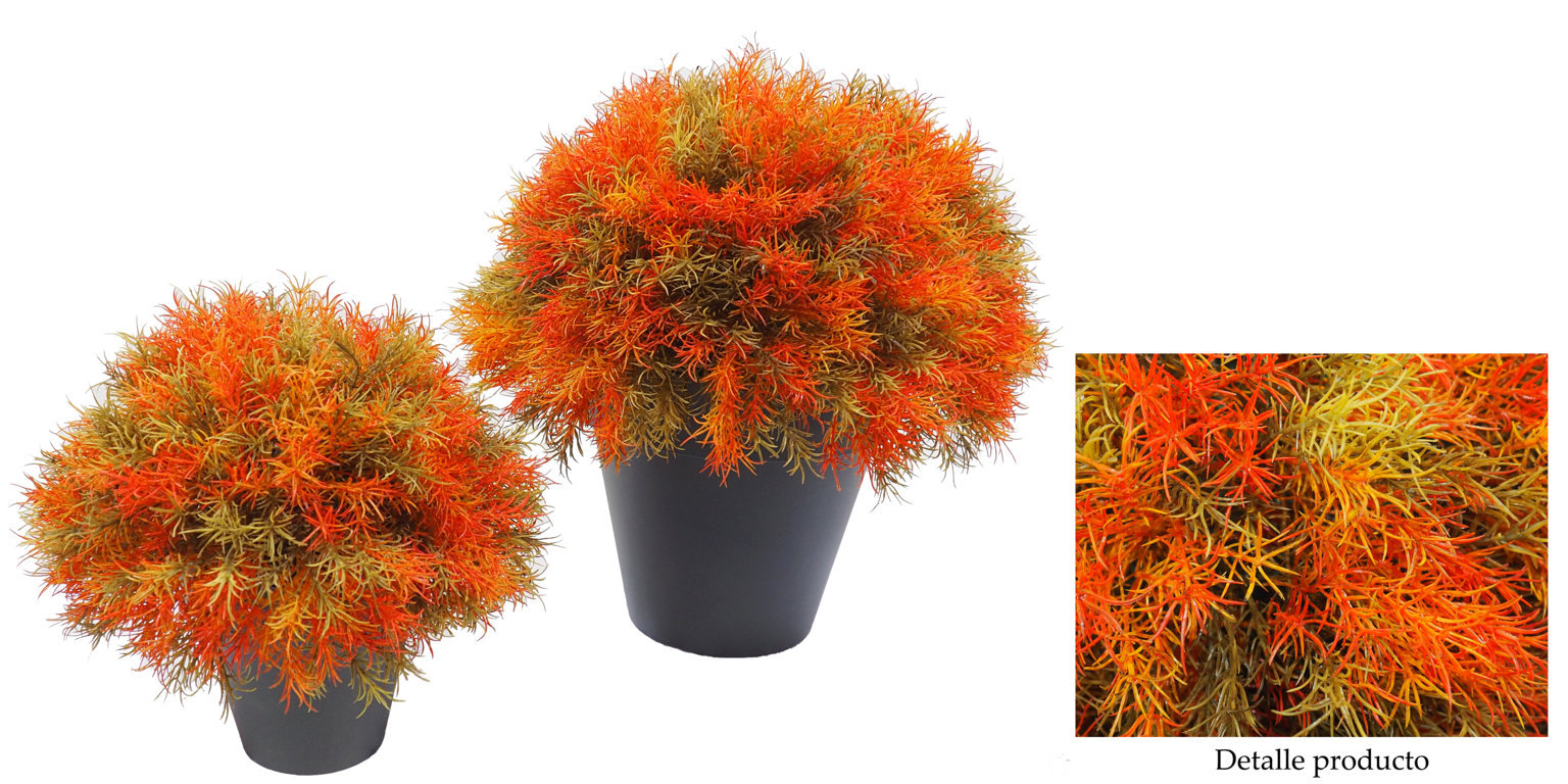 4712301.jpg 1/2 Bola Springeri Naranja Con Maceta Plástico - Imagen 1