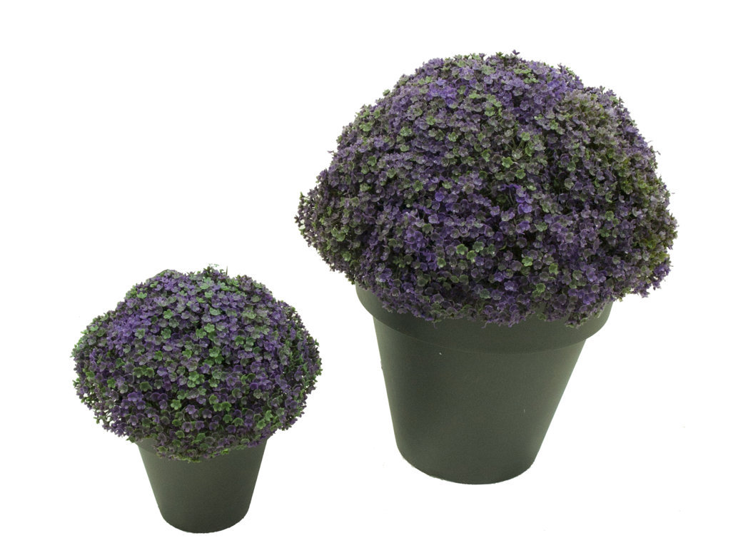 4713001.jpg 1/2 Bola Verbena Con Maceta Plástico - Imagen 1