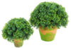 1/2 Bola Te Verde Con Maceta Terracota - Ø30x30cm. - Imagen 2