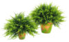 1/2 Bola Cipres Verde Maceta Terracota - Ø35x35cm - Imagen 2
