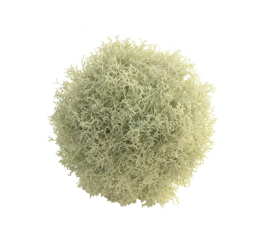 4721120.jpg Bola de Alga crema - Imagen 1