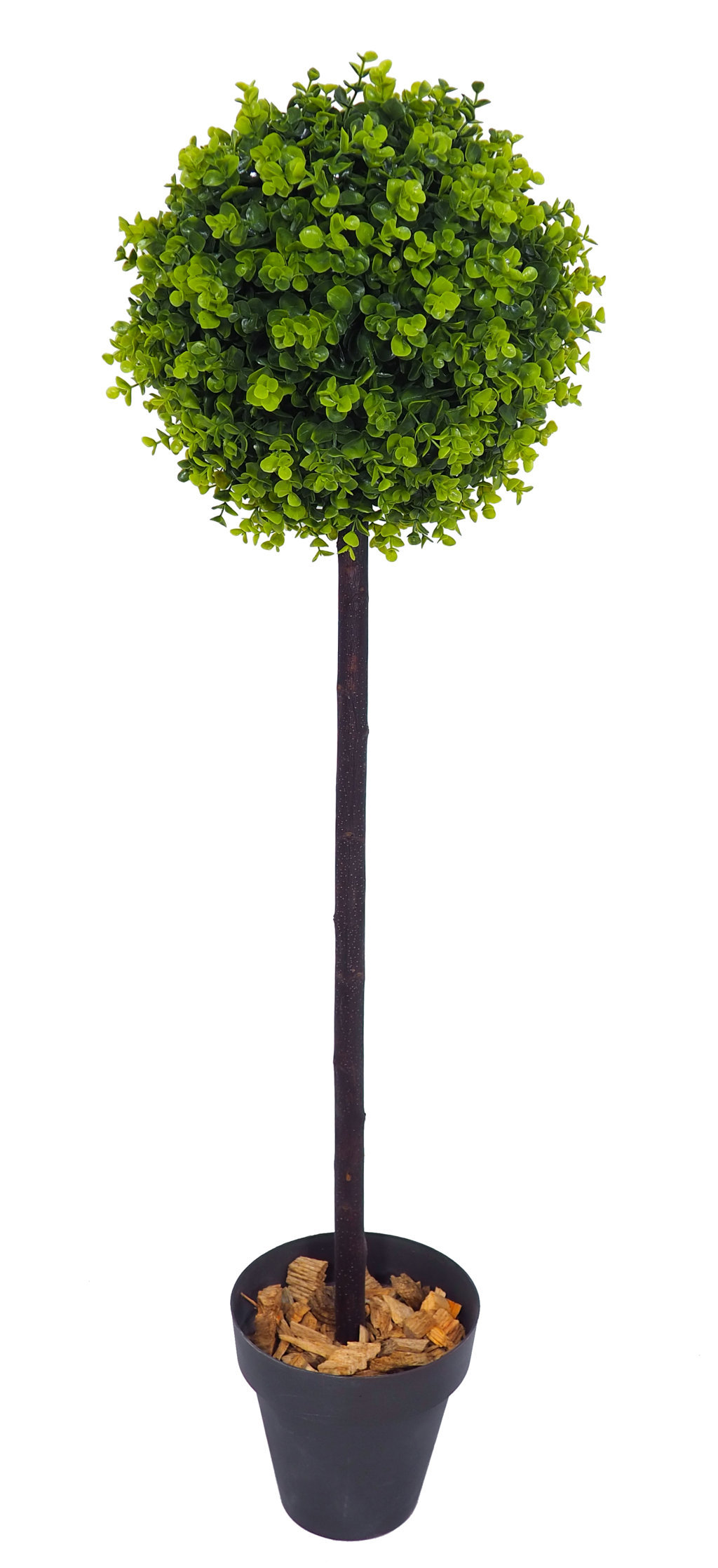 4721302.jpg Árbol de eucaliptus 1 bola tronco recto - Imagen 1