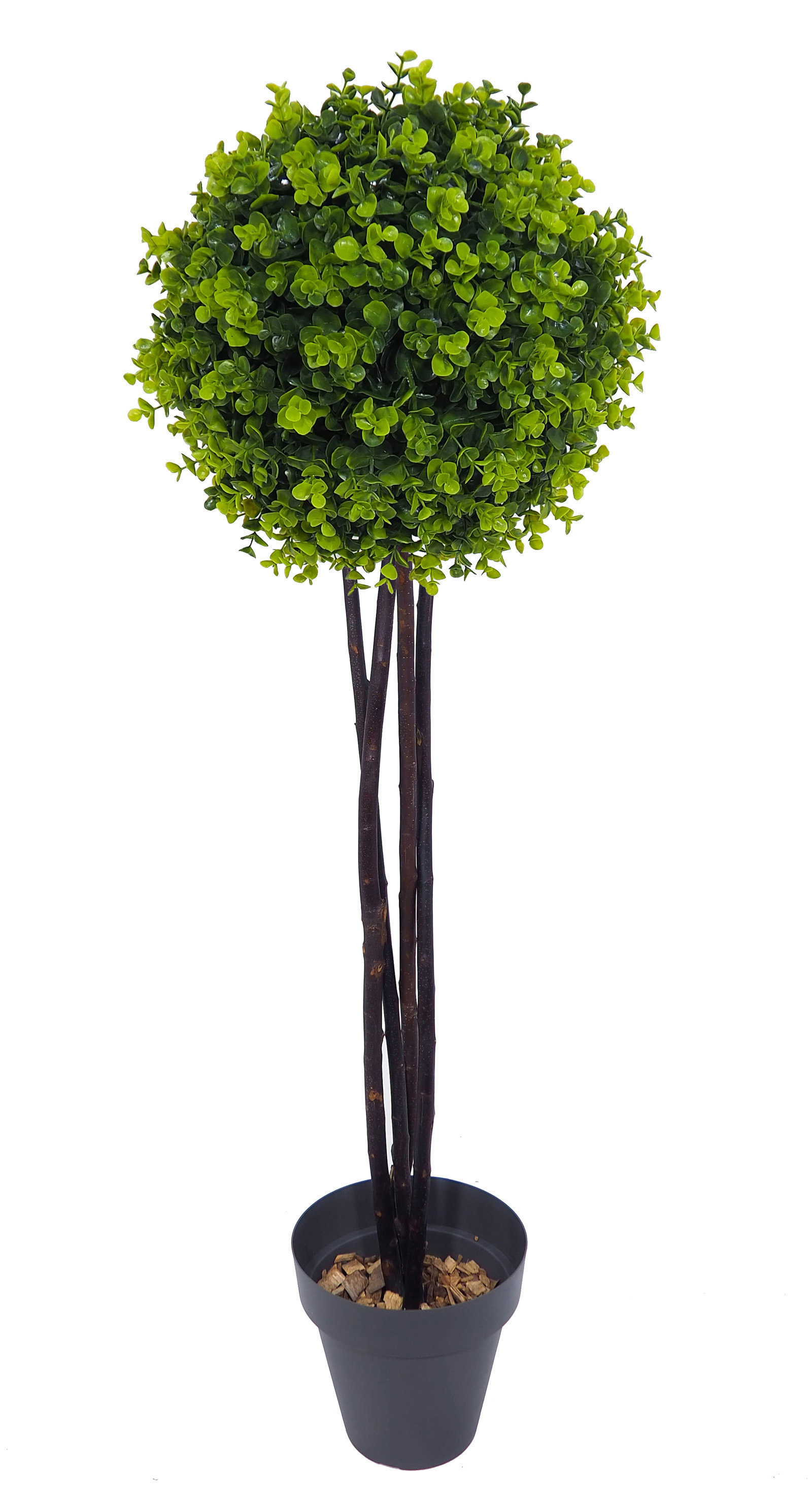 4721305.jpg Arbol de eucaliptus 1 bola tronco trenzado - Imagen 1