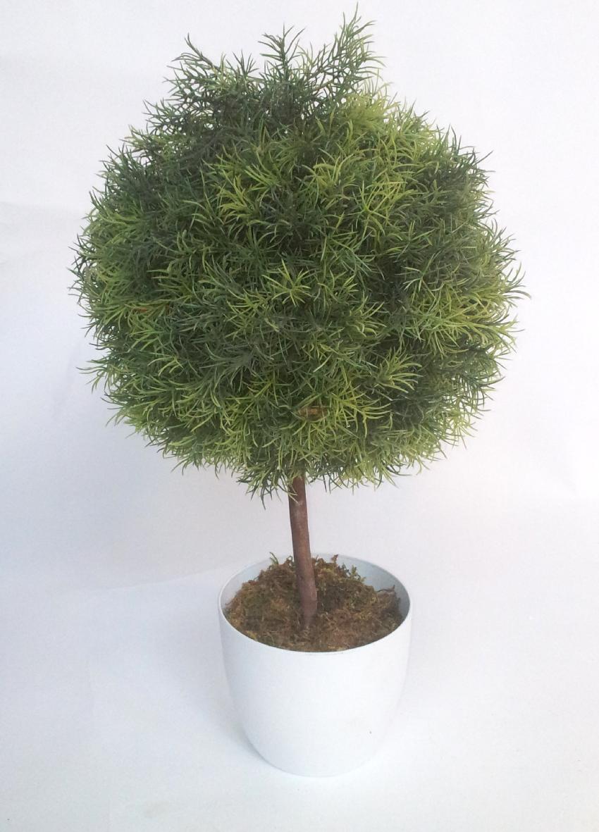 4722410.jpg Arbol de springeri 1 bola tronco recto - Imagen 1