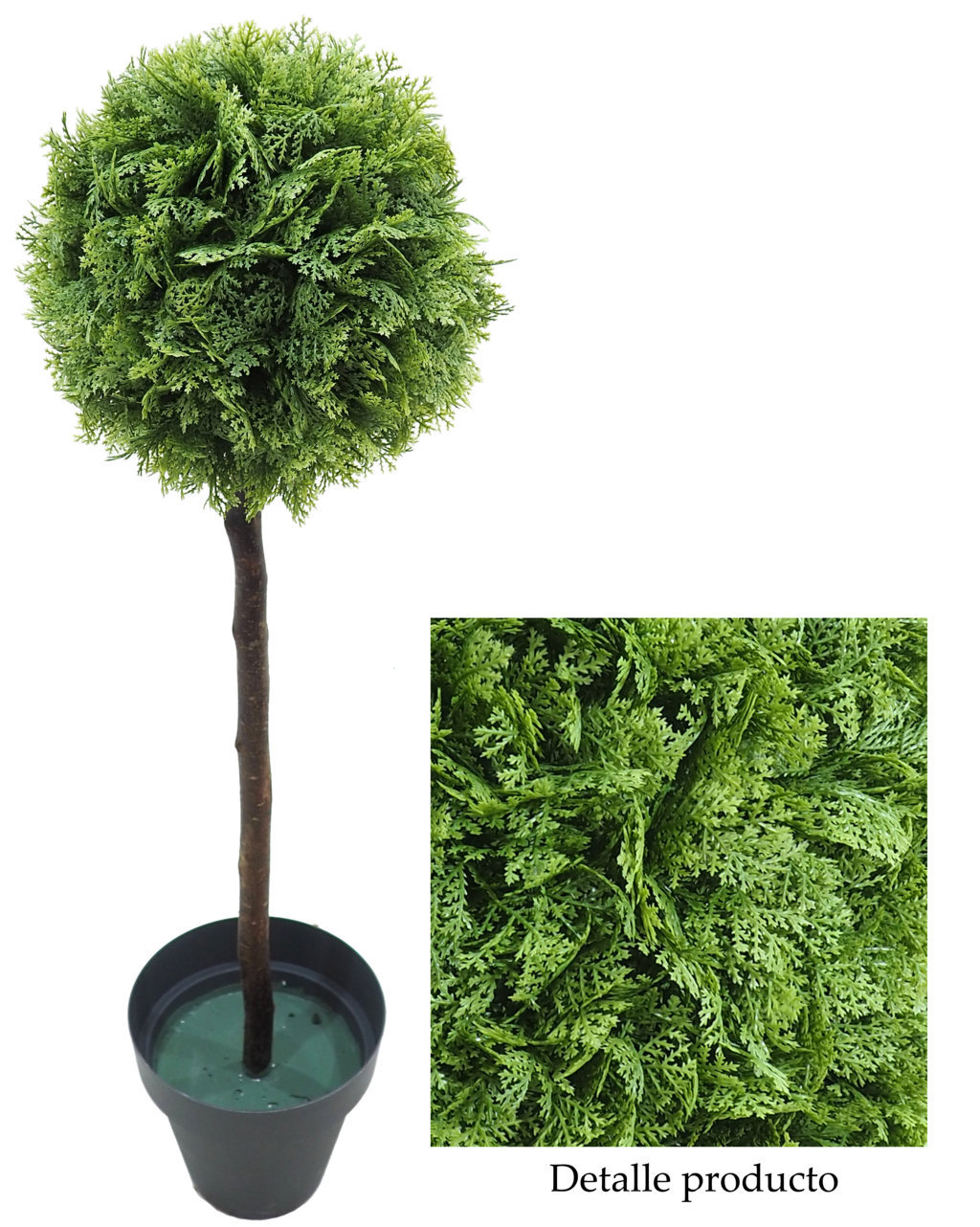 4723102.jpg Arbol de Tuya plana 1 bola tronco recto - Imagen 1