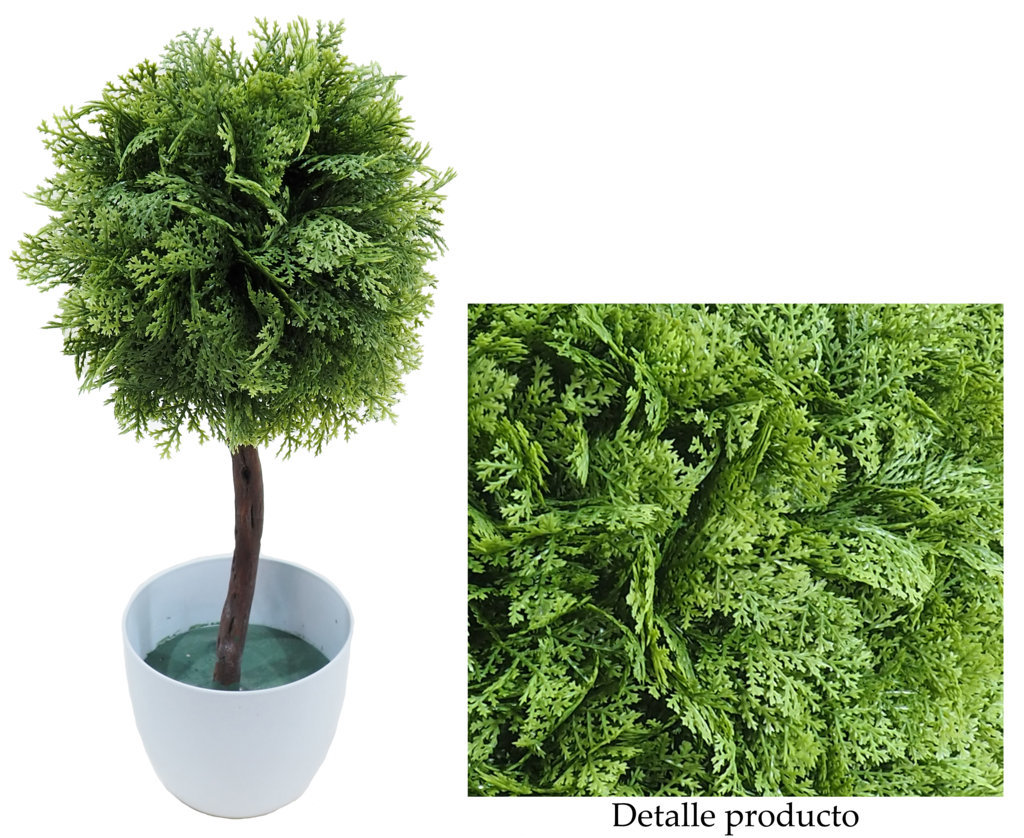 4723110.jpg Árbol bola de Tuya plana 1 tronco - Imagen 1