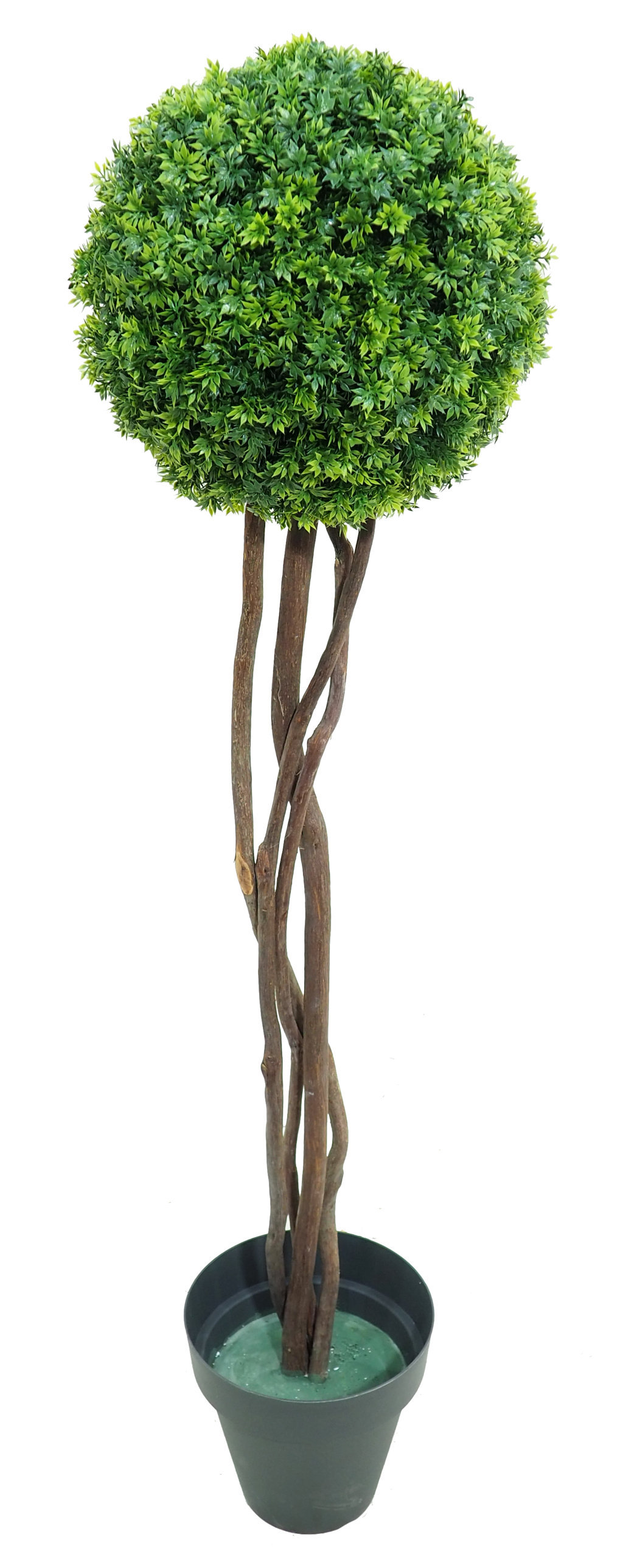 4723205.jpg Arbol de Te verde 1 bola tronco trenzado - Imagen 1
