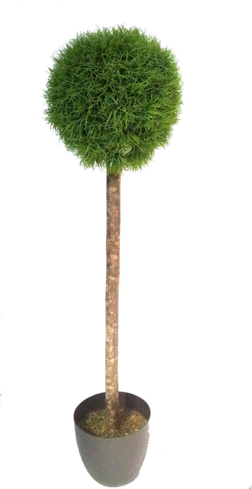 4723402.jpg Arbol Hierba 1 bola Ø - Imagen 1