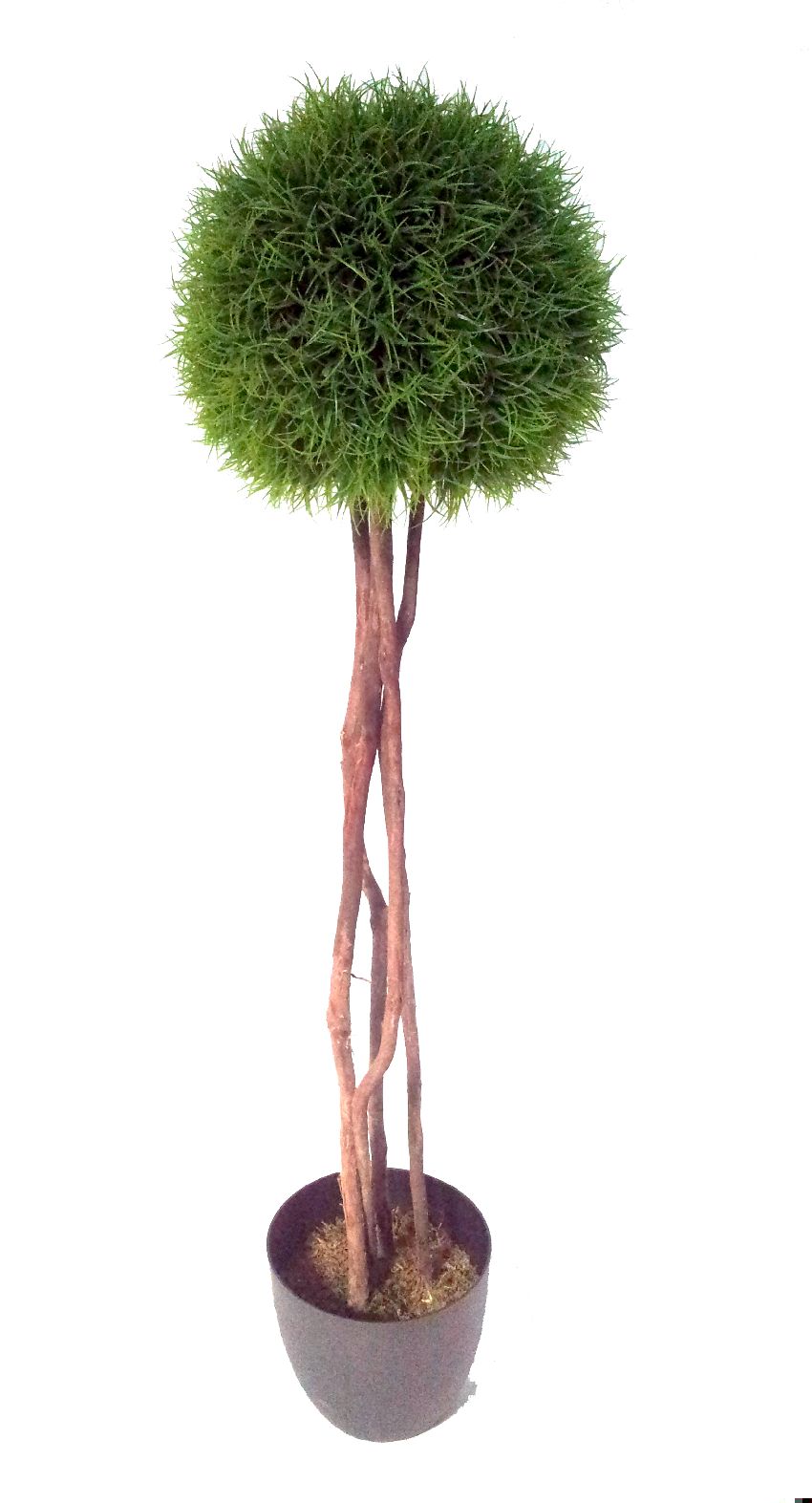 4723405.jpg Árbol Hierba 1 bola tronco trenzado - Imagen 1