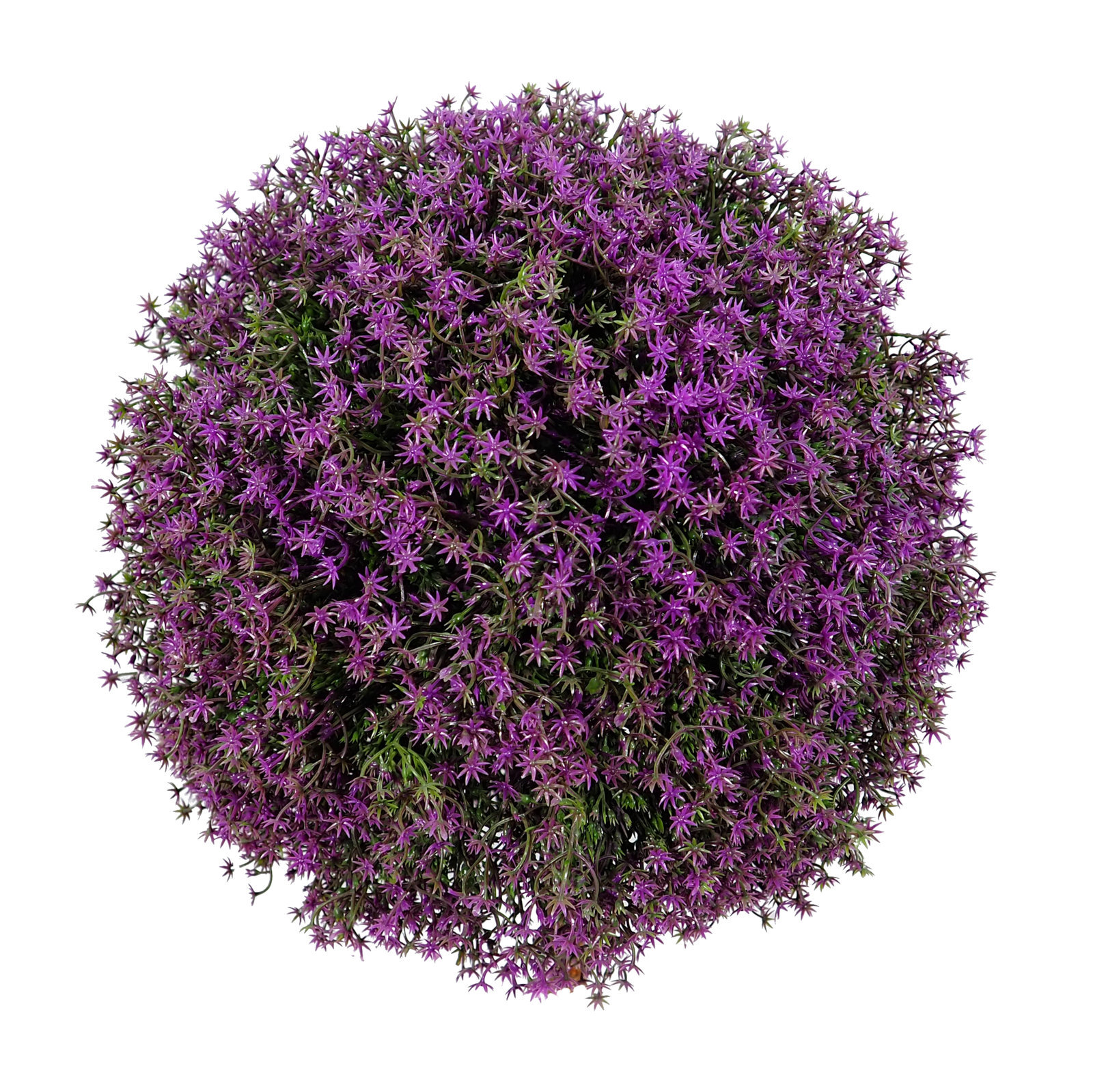 4724220.jpg Bola de Gipsofila morada - Imagen 1