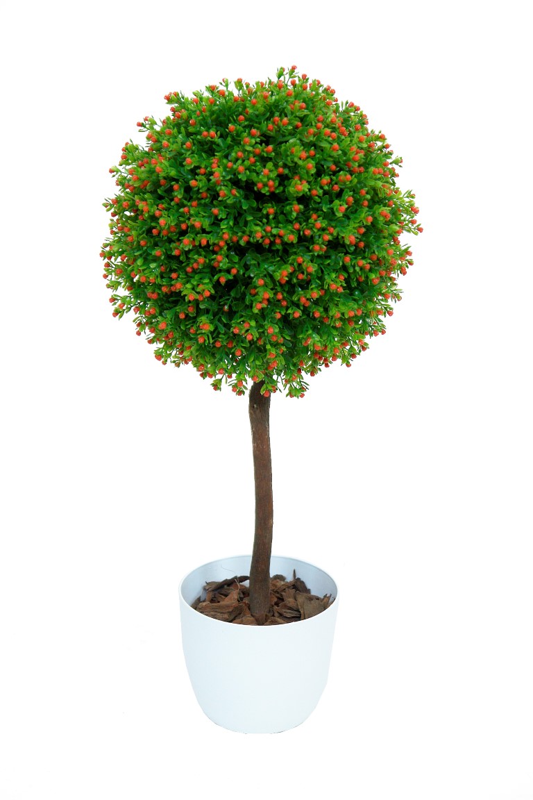 4724310.jpg Árbol Nertera Nja. 1 bola Ø - Imagen 1