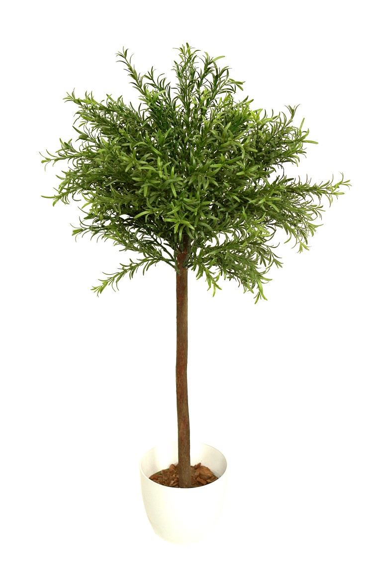 4727305.jpg Arbol de Romero verde tronco recto - Imagen 1
