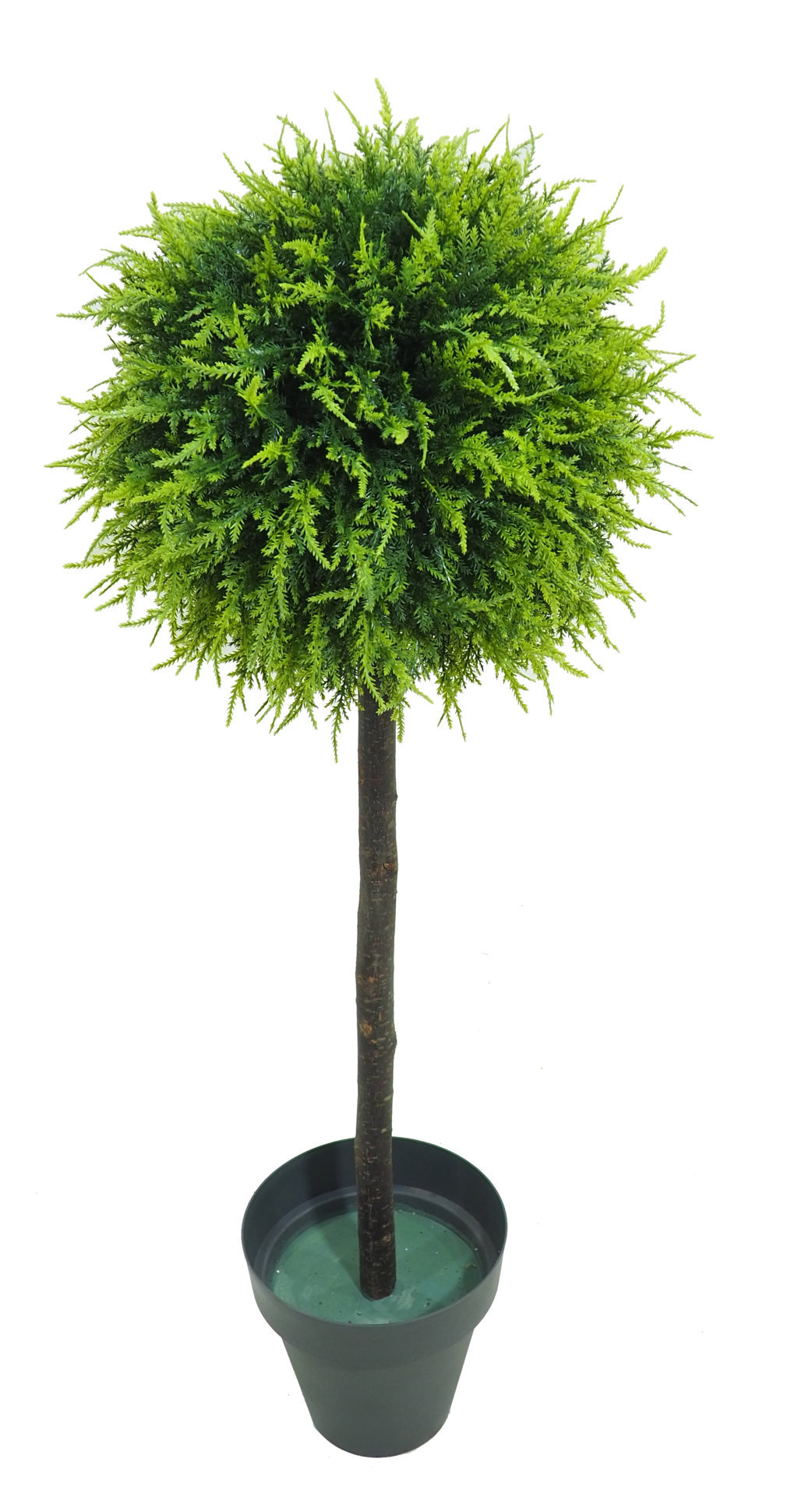 4727502.jpg Arbol de Cipres verde 1 bola tronco recto - Imagen 1