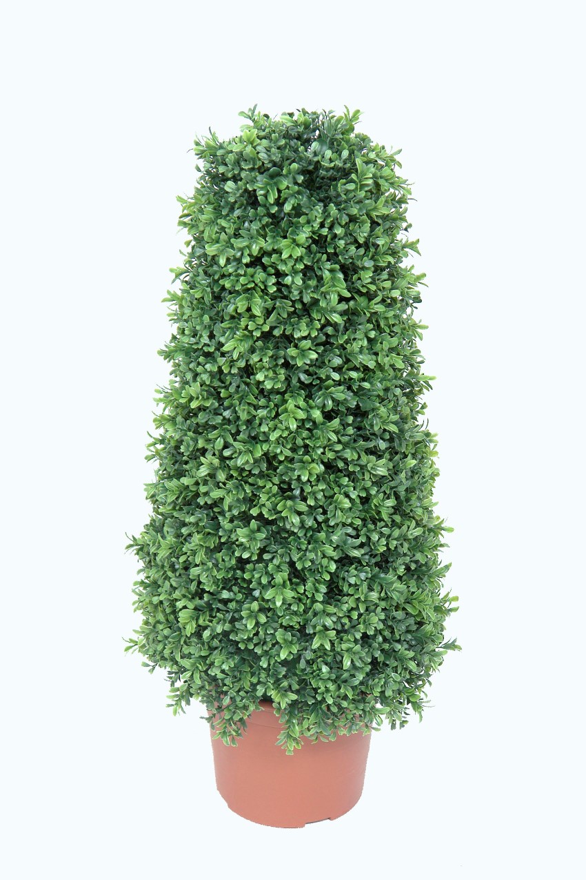 4730102.jpg Cono de mini boj - Imagen 1