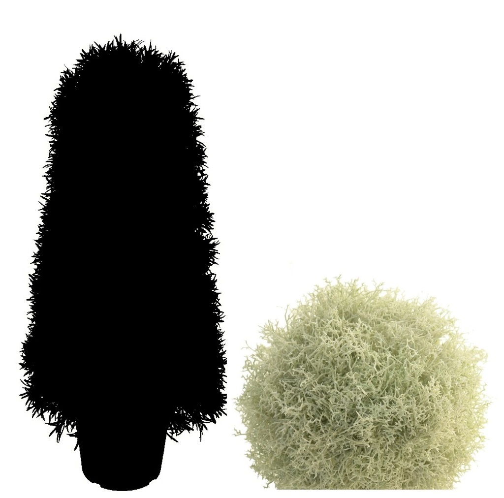 4731102.jpg Cono de alga crema - Imagen 1