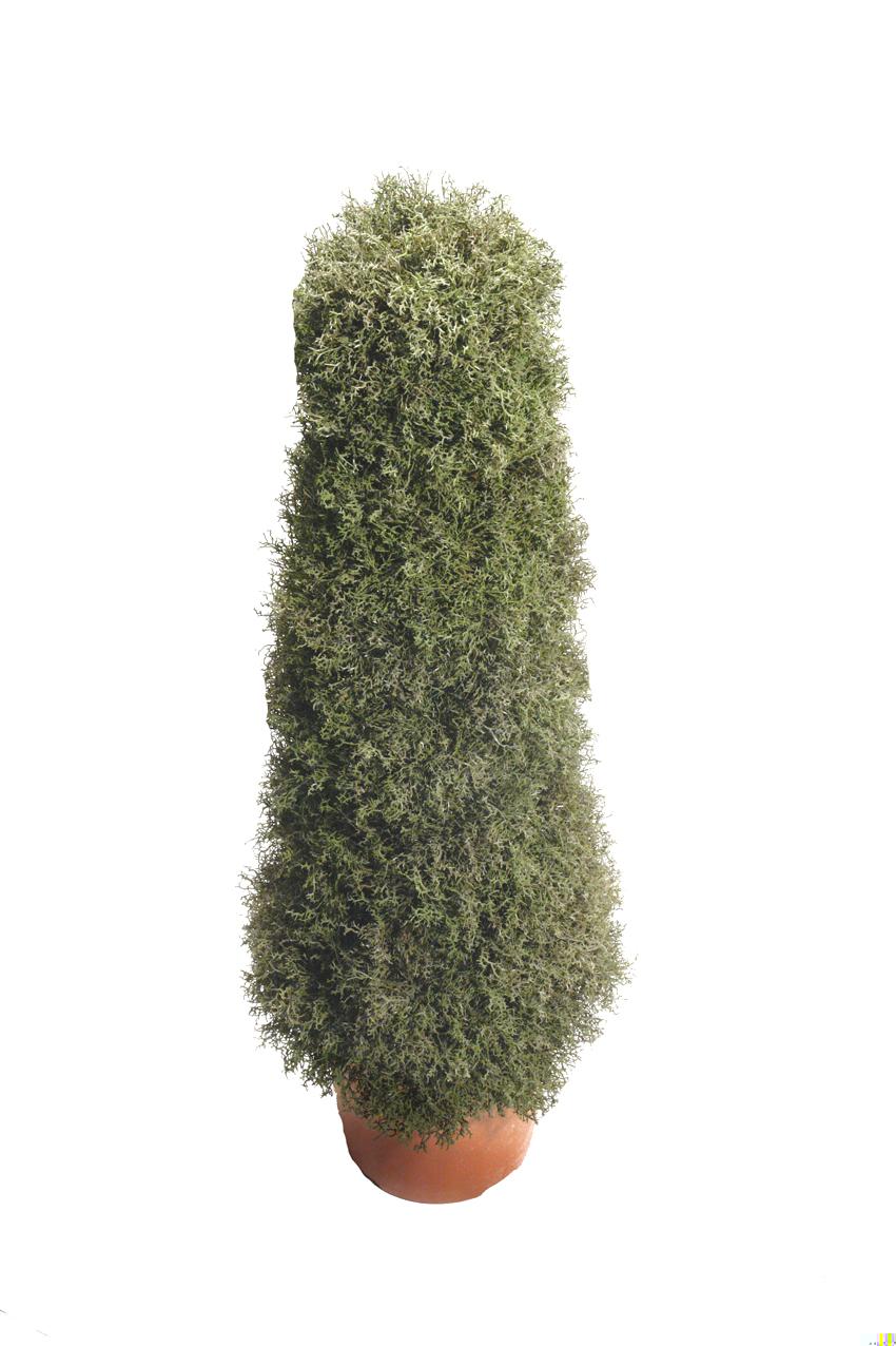 4731402.jpg Cono de alga verde - Imagen 1