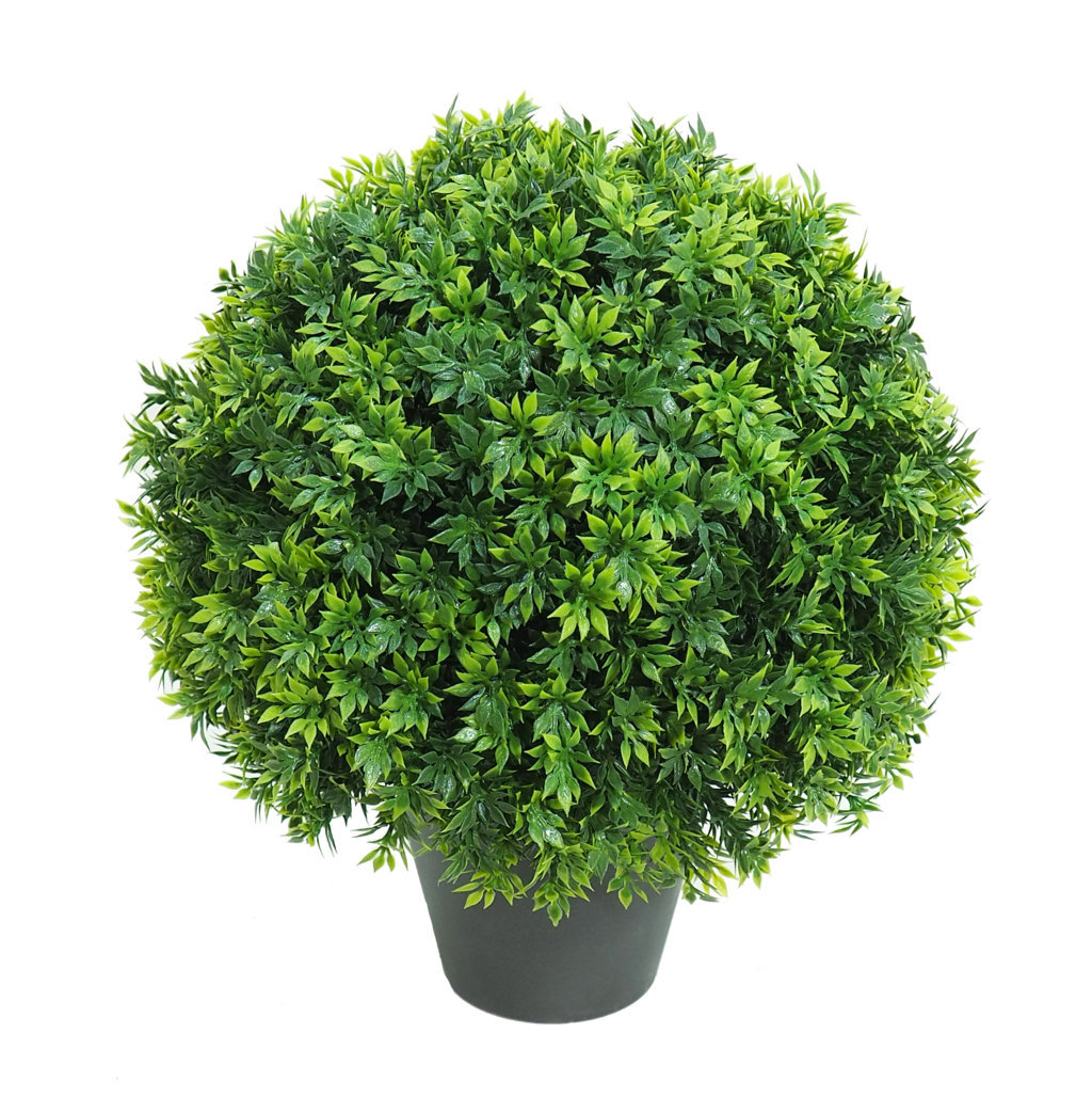 4743202.jpg 3/4 bola de Té verde corto con maceta - Imagen 1