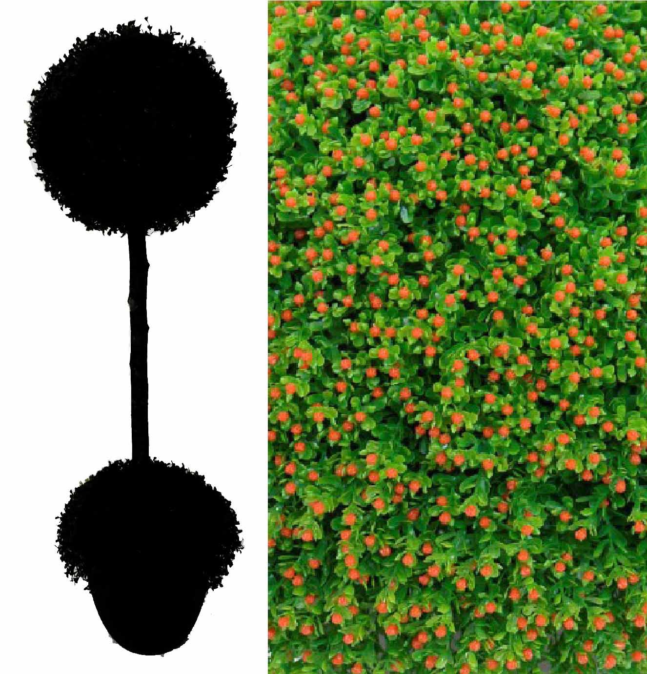 4764301.jpg arbol de nertera naranja 1+1/2 bolas - 120cm - Imagen 1