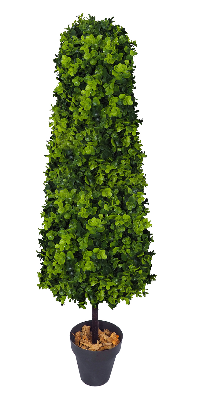 4781322.jpg Cono de Eucaliptus con tronco recto - Imagen 1