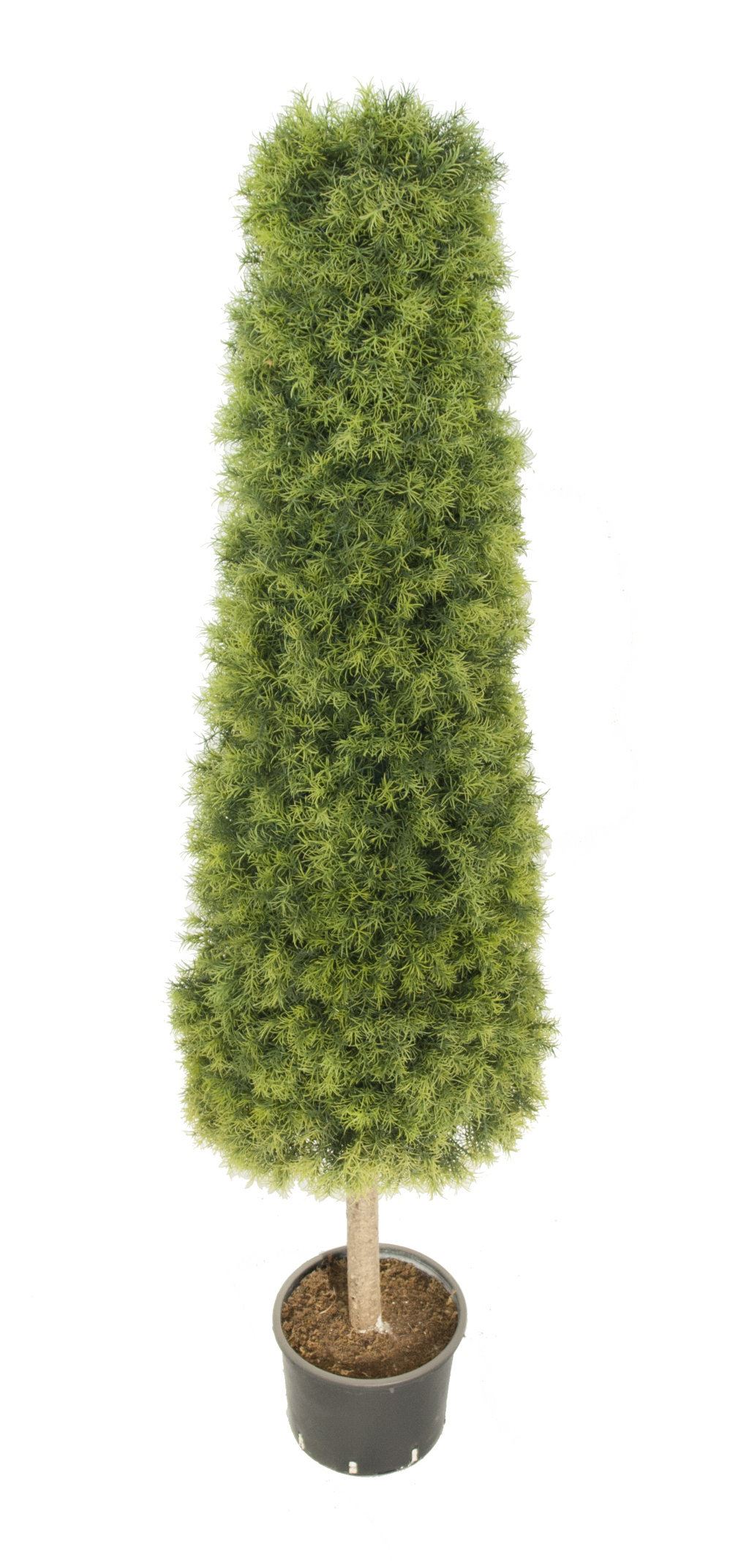 4782422.jpg cono de springeri con tronco - Imagen 1