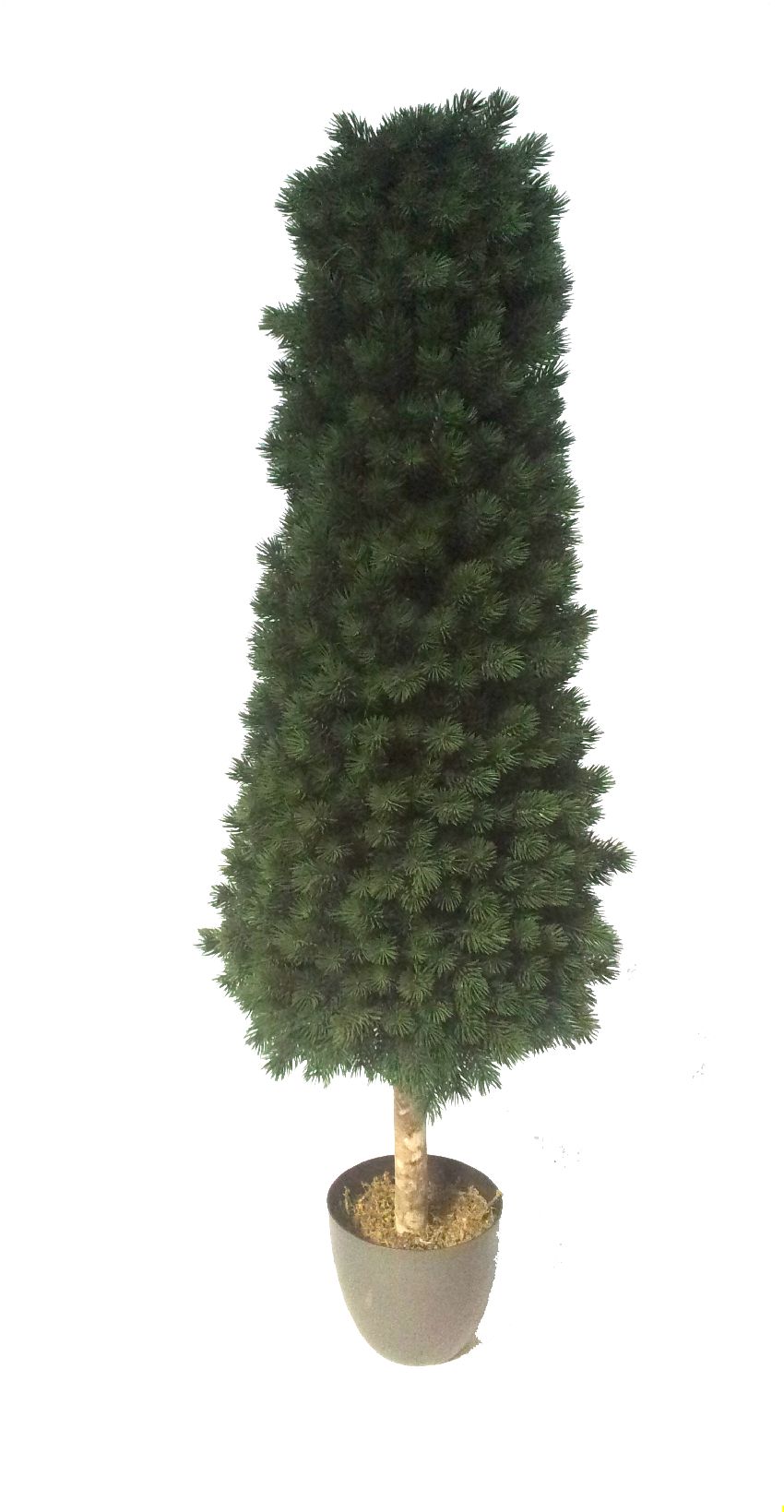 4782622.jpg Cono de pino Picea con tronco - Imagen 1