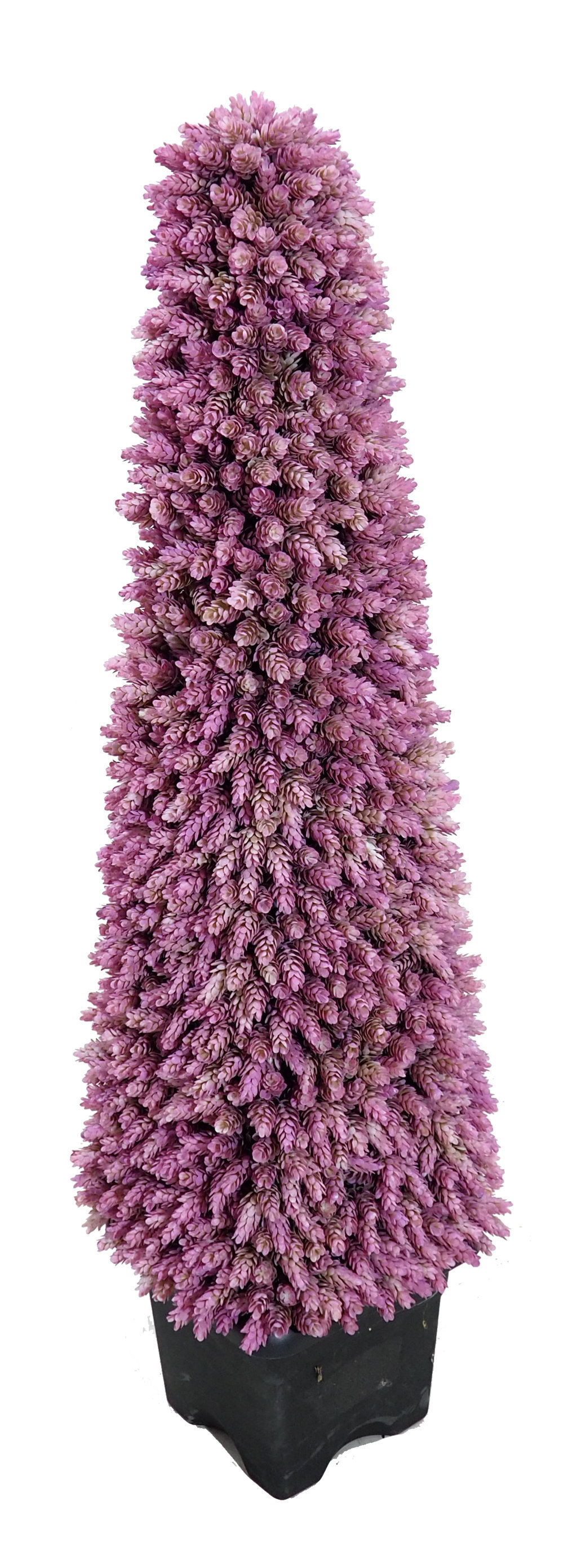 4782812N.jpg Pirámide Cactus otoñal mac.negra plastico - Imagen 1