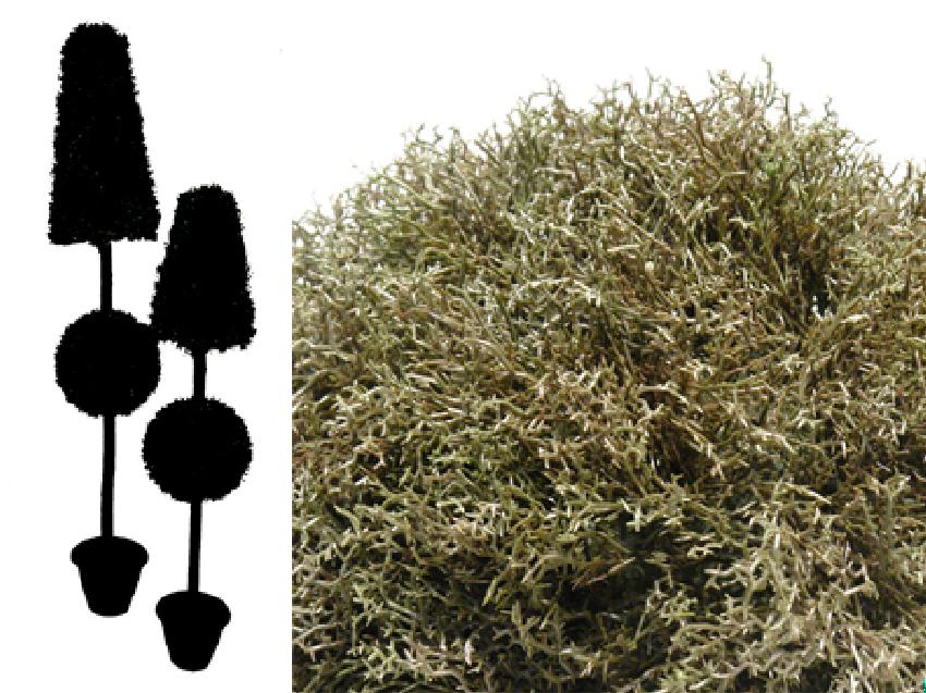 4791401.jpg cono + bola de alga verde - Imagen 1