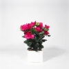 White box Azalea fucsia - 11x11x30cm