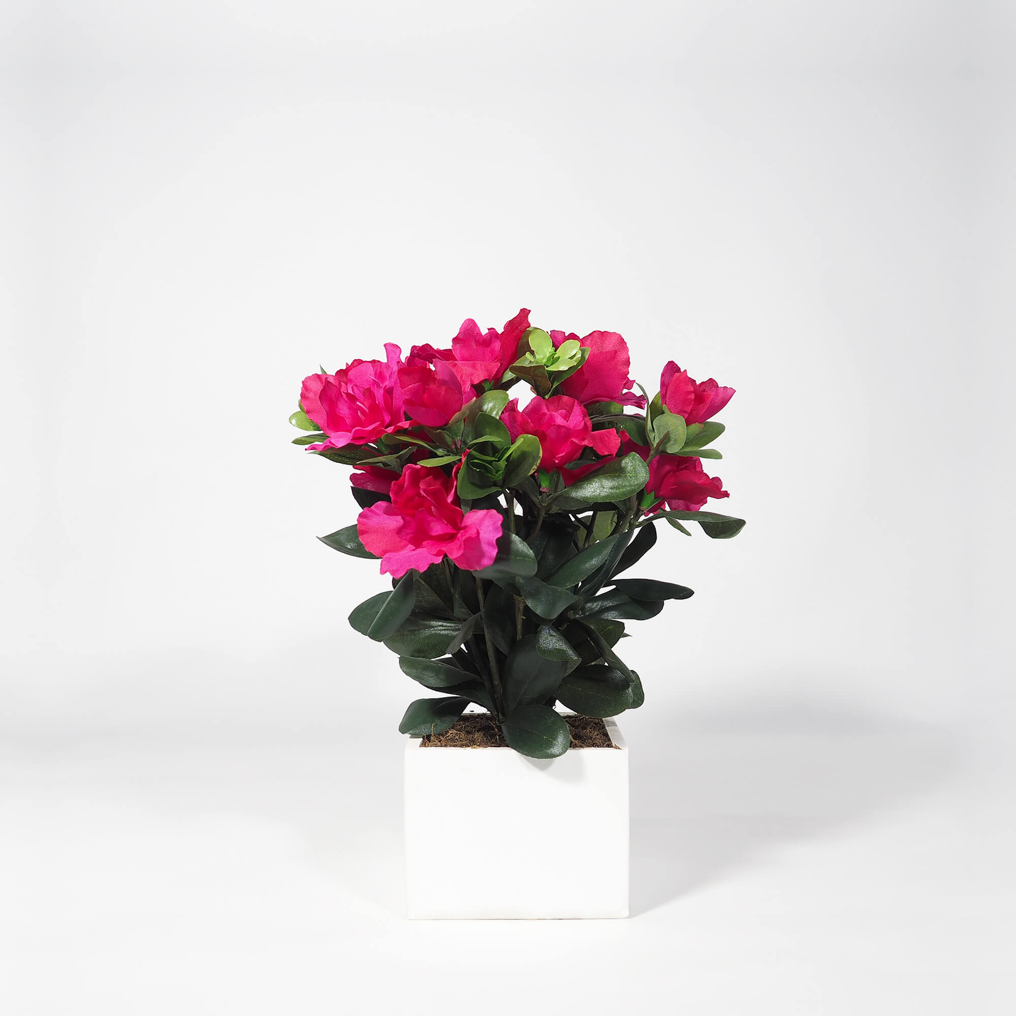 4840821B.jpg White box Azalea fucsia - 11x11x30cm - Imagen 1