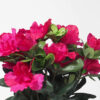 White box Azalea fucsia - 11x11x30cm - Imagen 2