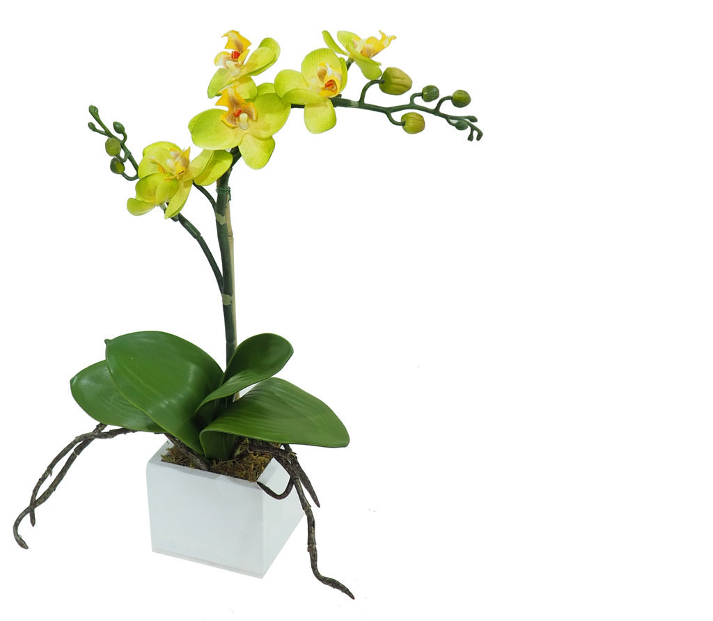 4841160B.jpg White box Orquídea verde - 8x8x38cm - Imagen 1