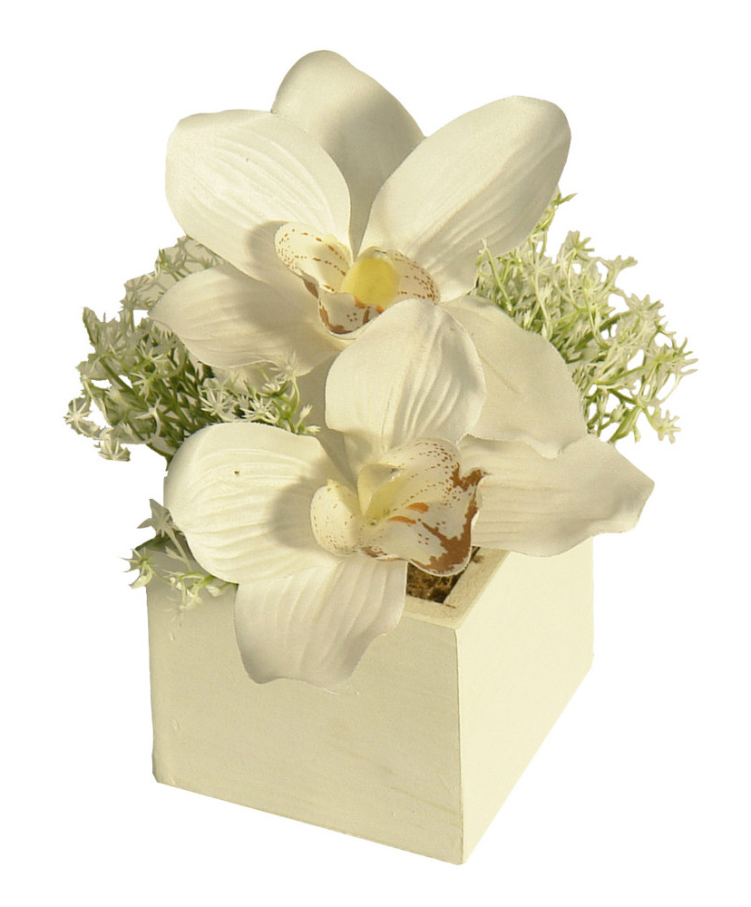 4841260B.jpg White box Cymbidium crema - 8x8x18cm - Imagen 1