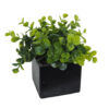 Black box eucaliptus verde - 8x8x14cm