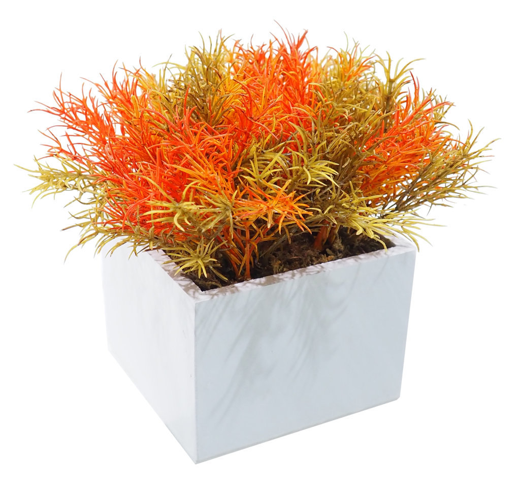 4872311B.jpg White box Springeri naranja - 11x11x16cm - Imagen 1