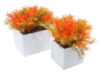 White box Springeri naranja - 11x11x16cm - Imagen 2