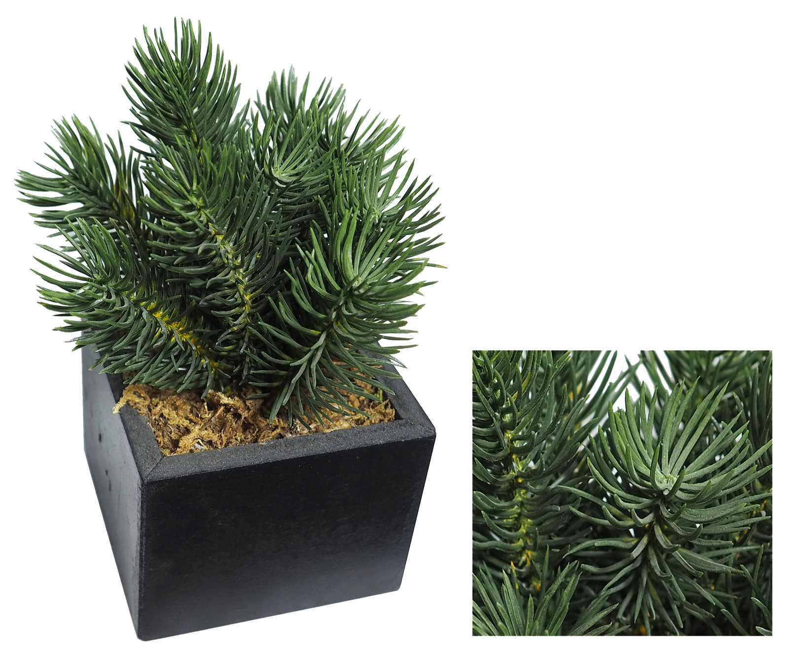 4872610.jpg Black box pino picea - 8x8x15cm - Imagen 1