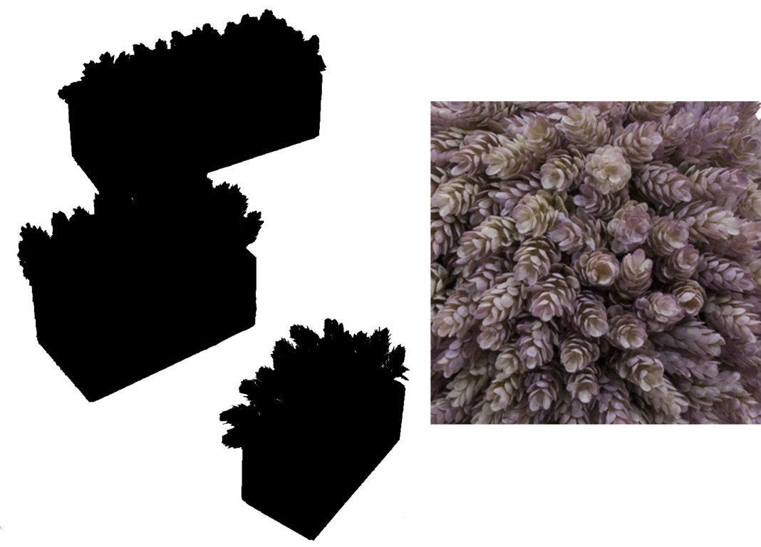 4872815.jpg Black Box cactus piña Otoñal - Imagen 1