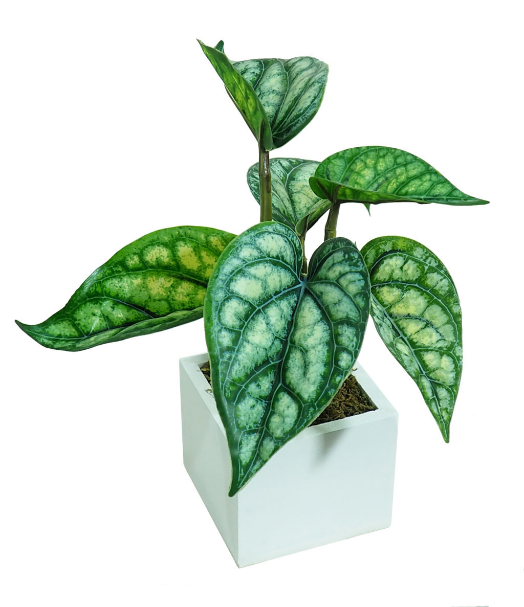 4874810B.jpg White box Calatea Hawai - 8x8x20cm. - Imagen 1