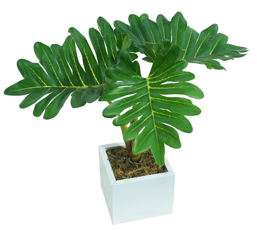 4874812B.jpg White box Philodendro verde - 8x8x25cm. - Imagen 1