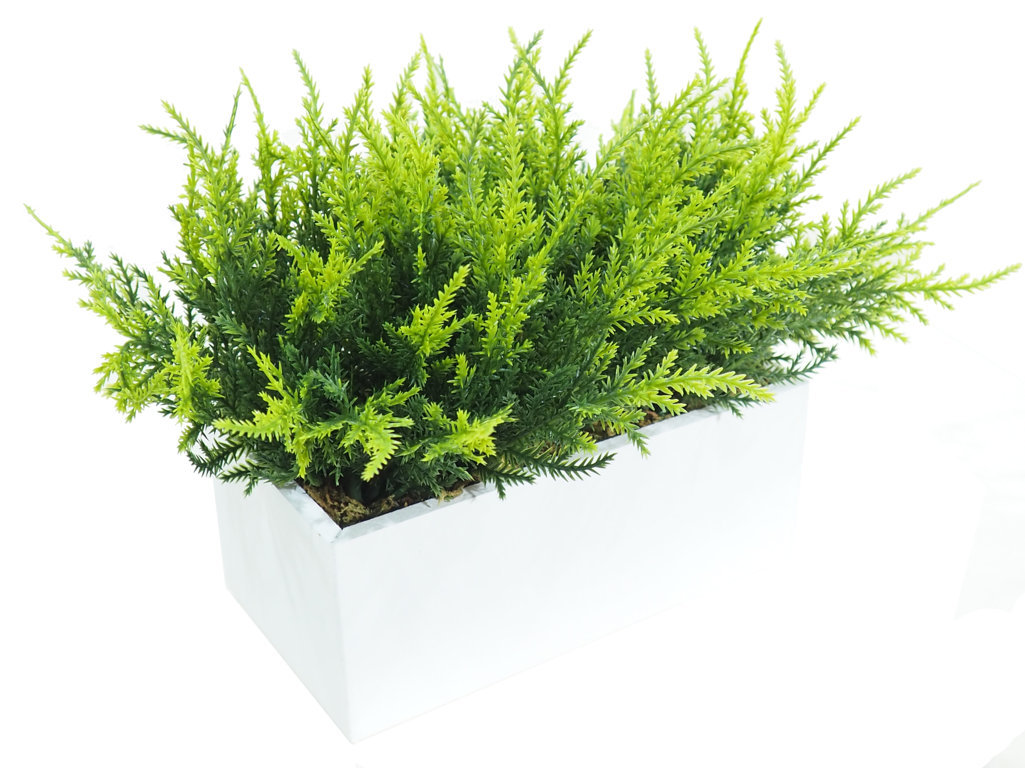 4877515B.jpg White box Cipres verde - 20x11x15cm. - Imagen 1