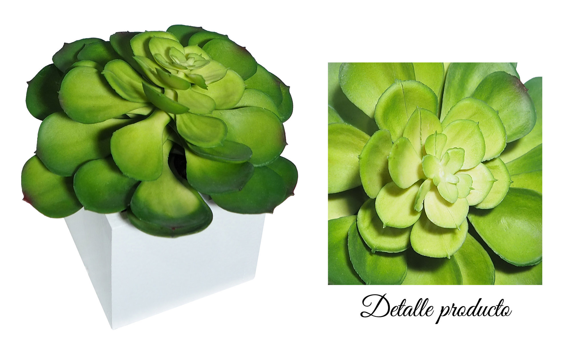 4880075B.jpg Echeveria Verde Base Blanca 8x8x15 cms - Imagen 1