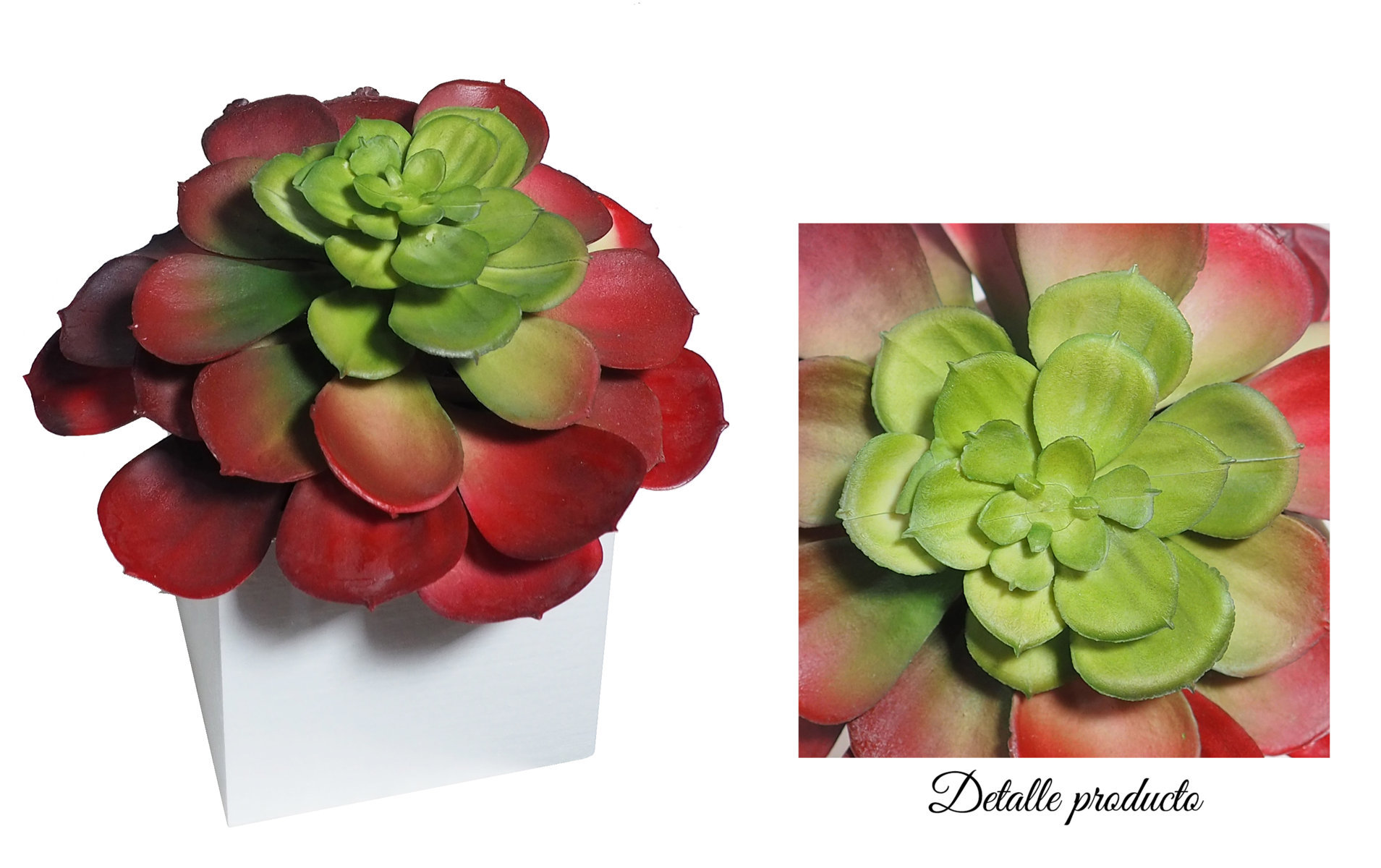 4880076B.jpg Base Blanca Echeveria Roja 8x8x15 cms - Imagen 1